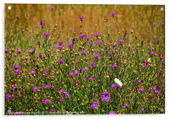 Wildflower Meadow Acrylic by Elaine Manley