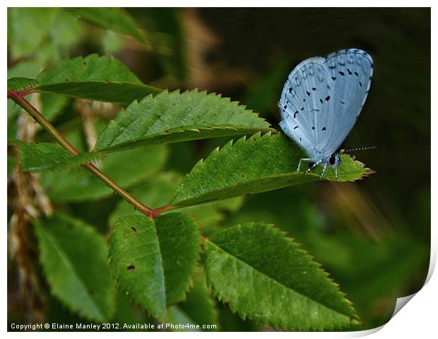 Spring Azure Butterfly Print by Elaine Manley