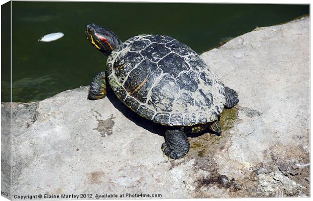 Time for a Bath for this Turtle ...  Animal Canvas Print by Elaine Manley