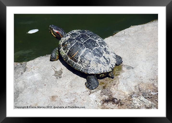 Time for a Bath for this Turtle ...  Animal Framed Mounted Print by Elaine Manley