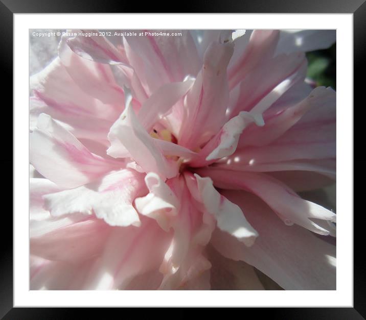 Beautiful Rose Framed Mounted Print by Susan Medeiros