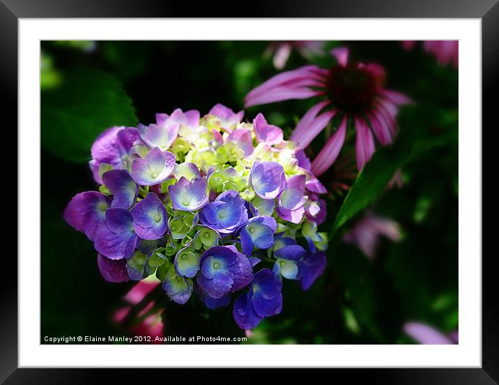 Colourful Hydrangea Flower  Framed Mounted Print by Elaine Manley