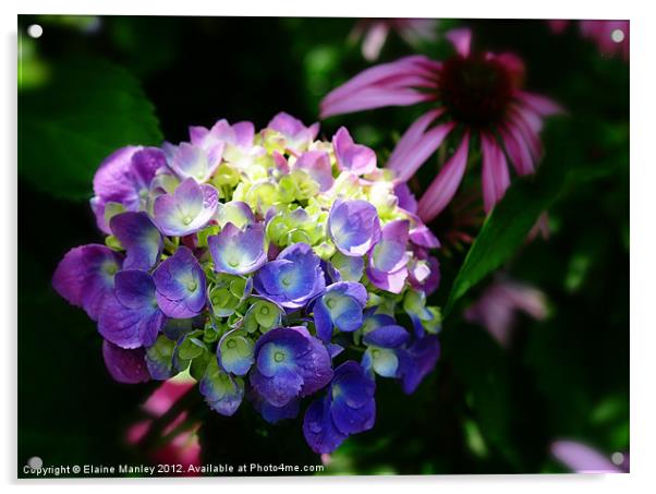Colourful Hydrangea Flower  Acrylic by Elaine Manley