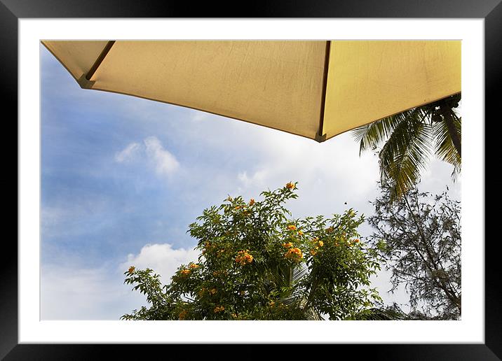 Tropical parasol under coconut palms Framed Mounted Print by Arfabita  