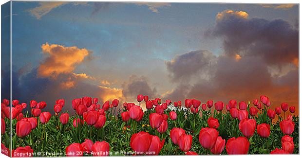 Forever Tulips Canvas Print by Christine Lake