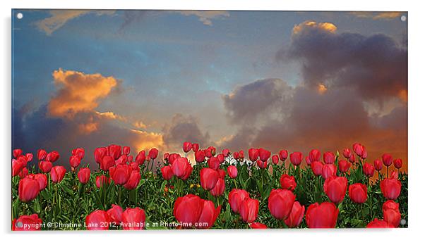 Forever Tulips Acrylic by Christine Lake