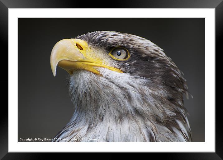 Feathered friends Framed Mounted Print by Roy Evans