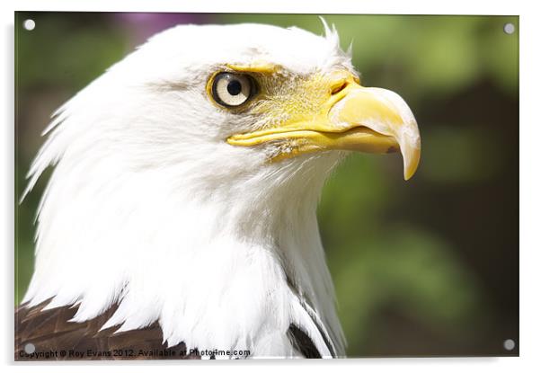 Eagle eyed Acrylic by Roy Evans