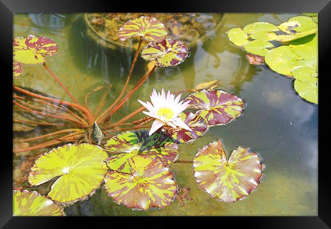 Water Lily Framed Print by Perry flippin