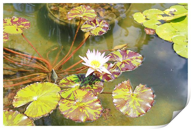 Water Lily Print by Perry flippin