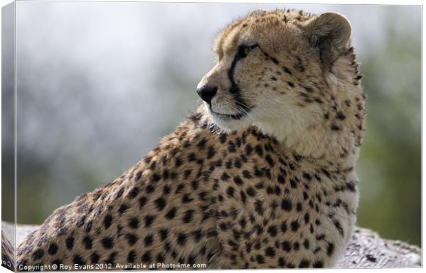 Cheetah waits for his prey Canvas Print by Roy Evans