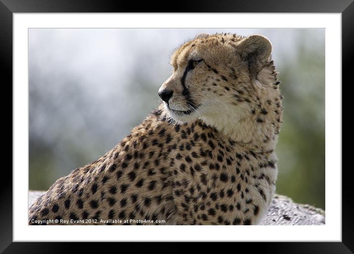 Cheetah waits for his prey Framed Mounted Print by Roy Evans