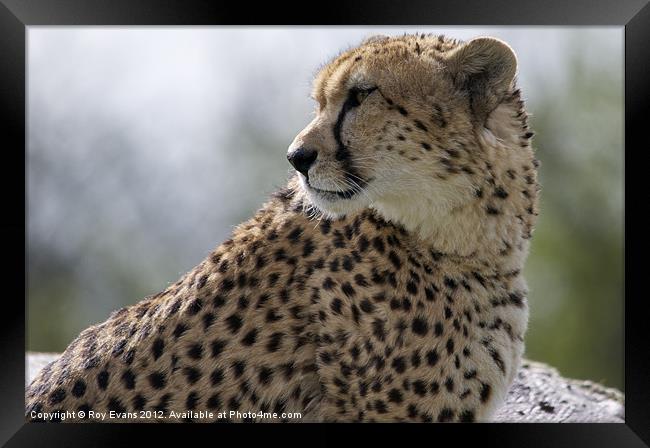 Cheetah waits for his prey Framed Print by Roy Evans