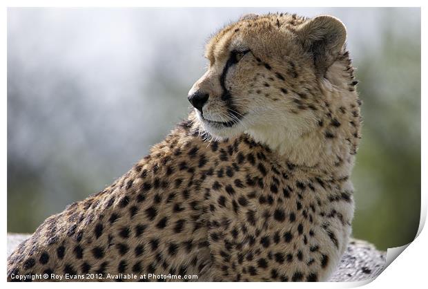 Cheetah waits for his prey Print by Roy Evans
