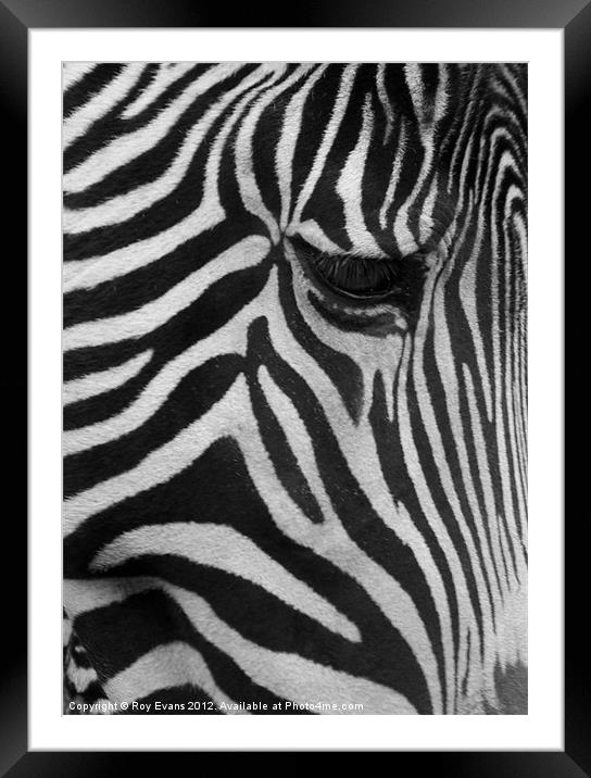 Stripes the Zebra Framed Mounted Print by Roy Evans
