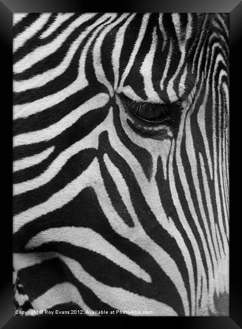 Stripes the Zebra Framed Print by Roy Evans
