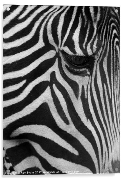 Stripes the Zebra Acrylic by Roy Evans