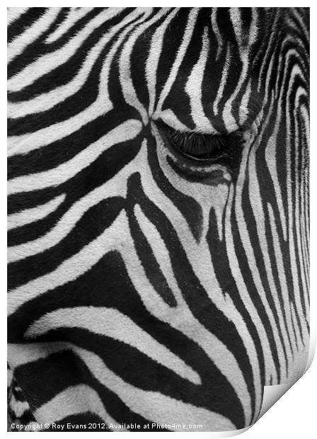 Stripes the Zebra Print by Roy Evans