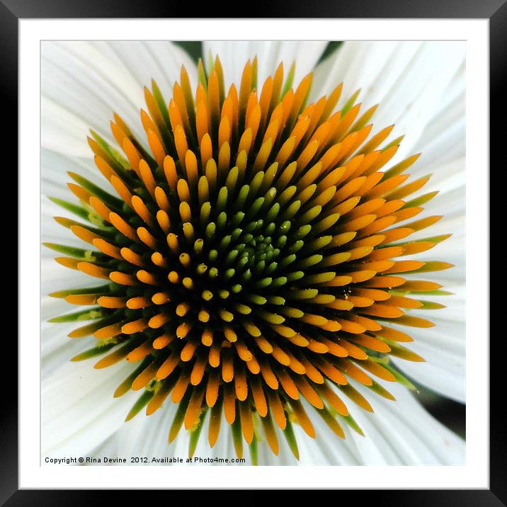 Echinacea Plant Framed Mounted Print by Fine art by Rina