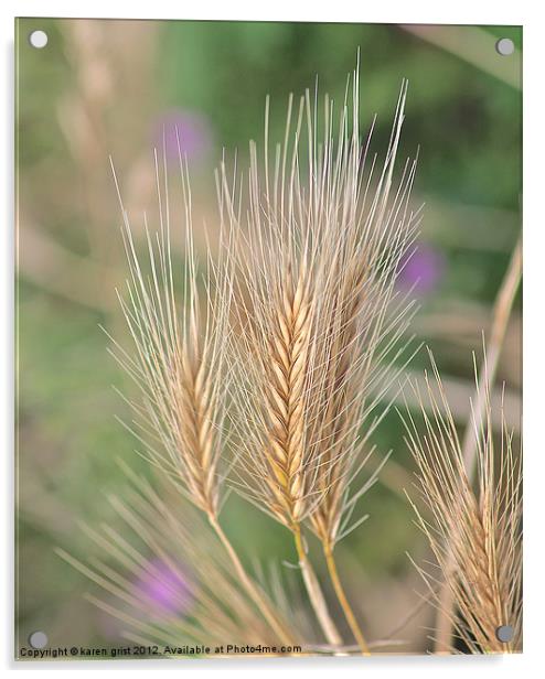 Wheat Husks Acrylic by karen grist