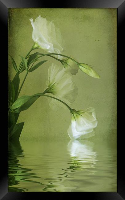 Delicate Lisianthus Framed Print by Debra Kelday