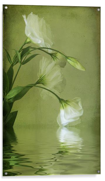 Delicate Lisianthus Acrylic by Debra Kelday