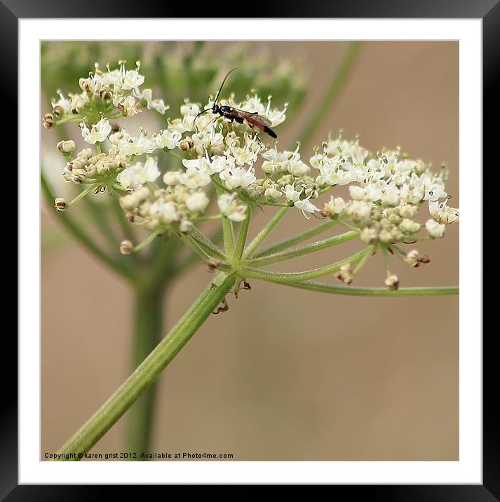 Its a bugs life ! Framed Mounted Print by karen grist