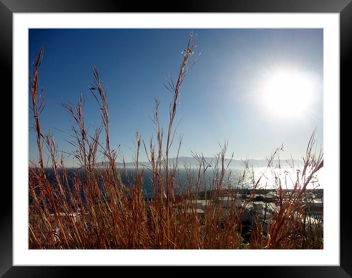 Sun Dried Grass Framed Mounted Print by Fine art by Rina