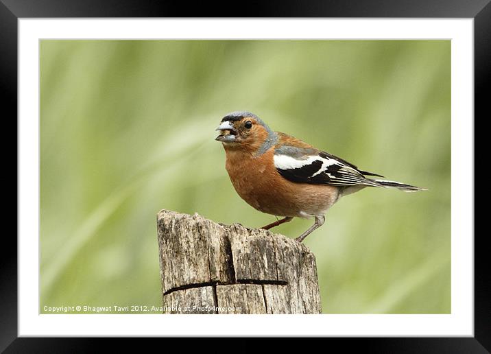 Common Chaffinch Framed Mounted Print by Bhagwat Tavri