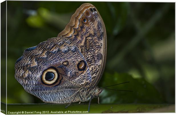Tropical Owl Butterfly Canvas Print by Daniel Fong