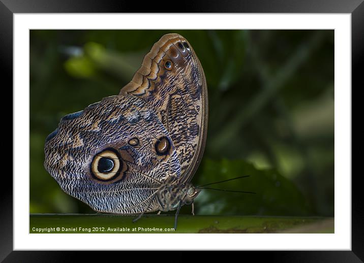Tropical Owl Butterfly Framed Mounted Print by Daniel Fong