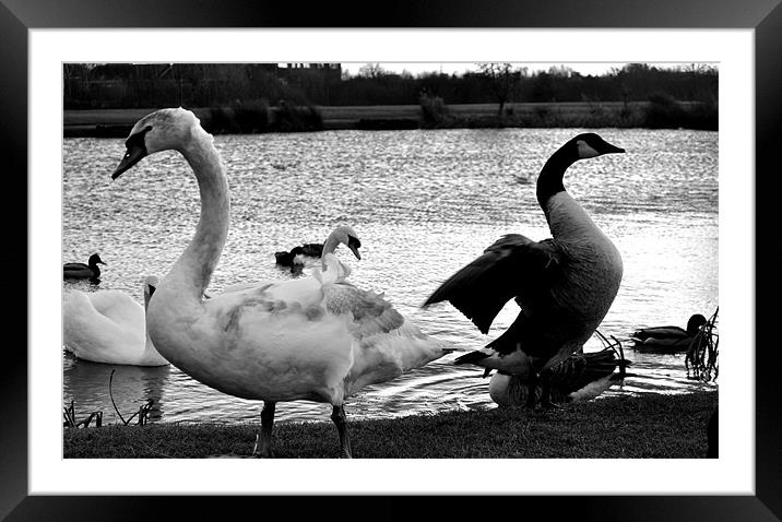 black and white is good Framed Mounted Print by Michalina Jonczyk