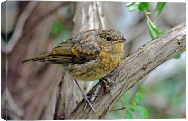 Baby Robin Canvas Print by Tony Murtagh