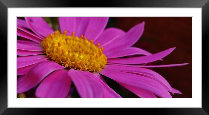 Pretty in Pink. Framed Mounted Print by Becky Dix