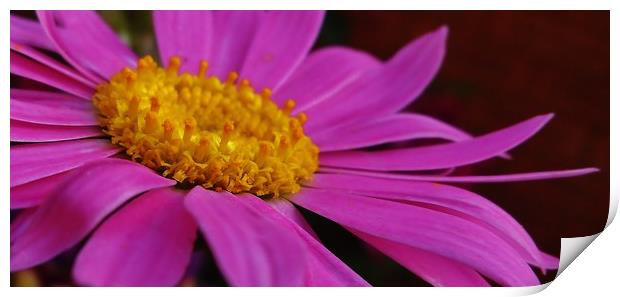 Pretty in Pink. Print by Becky Dix