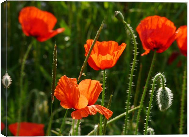 Sunlight On Poppies Canvas Print by Noreen Linale