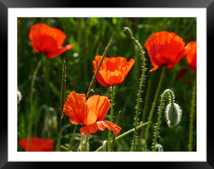 Sunlight On Poppies Framed Mounted Print by Noreen Linale