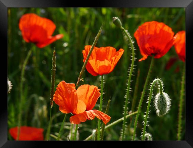 Sunlight On Poppies Framed Print by Noreen Linale