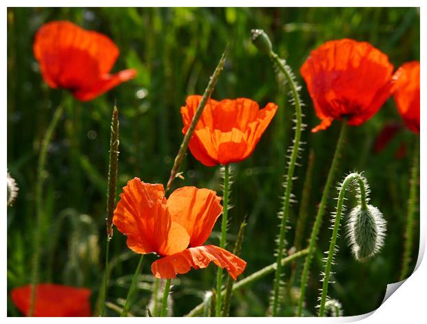 Sunlight On Poppies Print by Noreen Linale