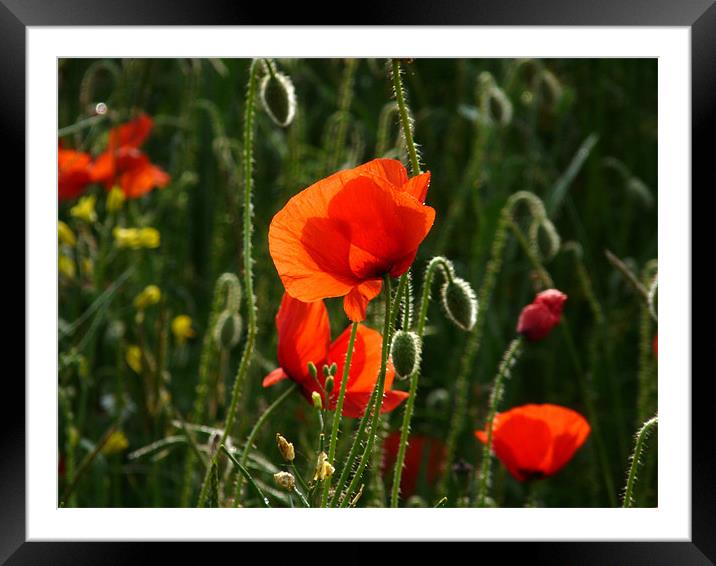 Sunlit Petals Framed Mounted Print by Noreen Linale