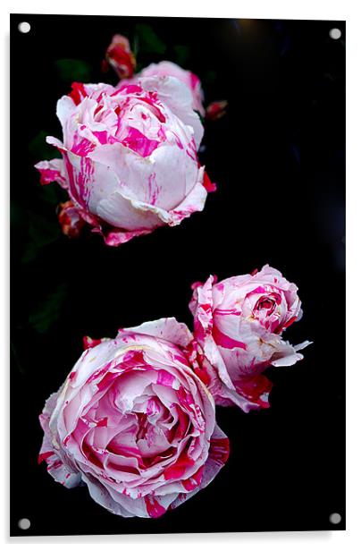 Pink Roses Acrylic by Panas Wiwatpanachat