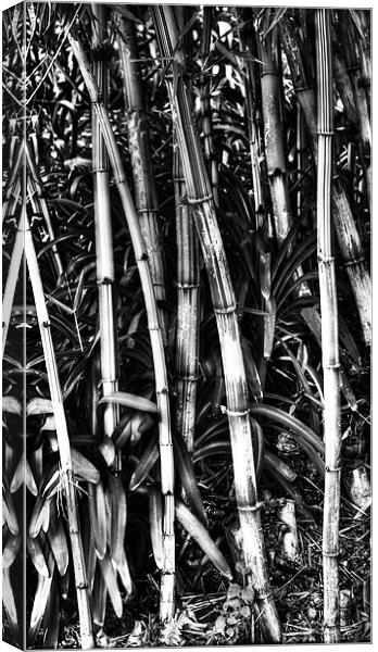 Bamboo Bush Canvas Print by Panas Wiwatpanachat