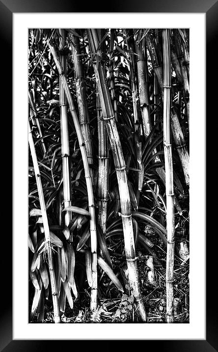 Bamboo Bush Framed Mounted Print by Panas Wiwatpanachat
