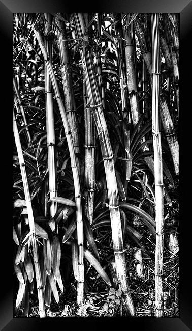 Bamboo Bush Framed Print by Panas Wiwatpanachat