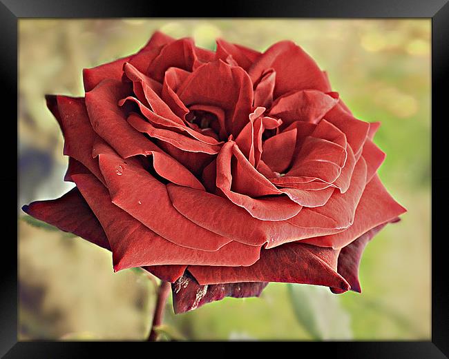 Red Rose flora. Framed Print by Rosanna Zavanaiu