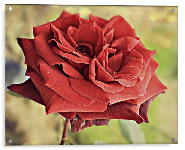 Red Rose flora. Acrylic by Rosanna Zavanaiu