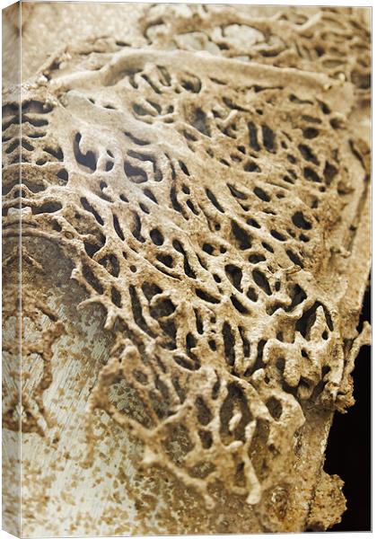 Termite damage raised honeycomb Canvas Print by Arfabita  