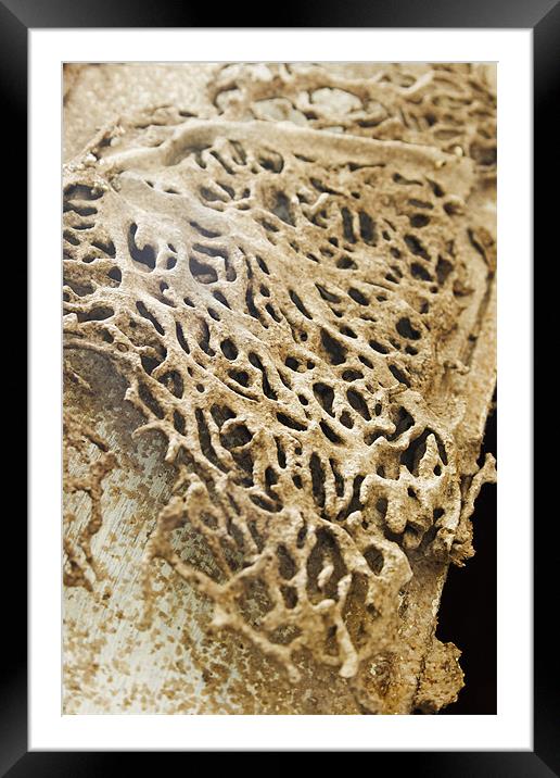 Termite damage raised honeycomb Framed Mounted Print by Arfabita  