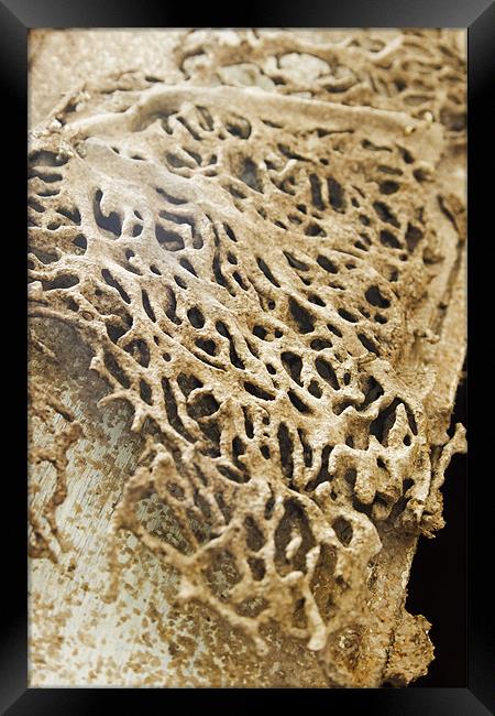 Termite damage raised honeycomb Framed Print by Arfabita  