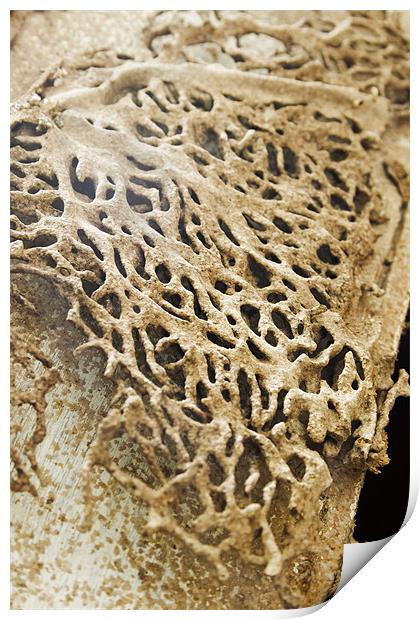 Termite damage raised honeycomb Print by Arfabita  